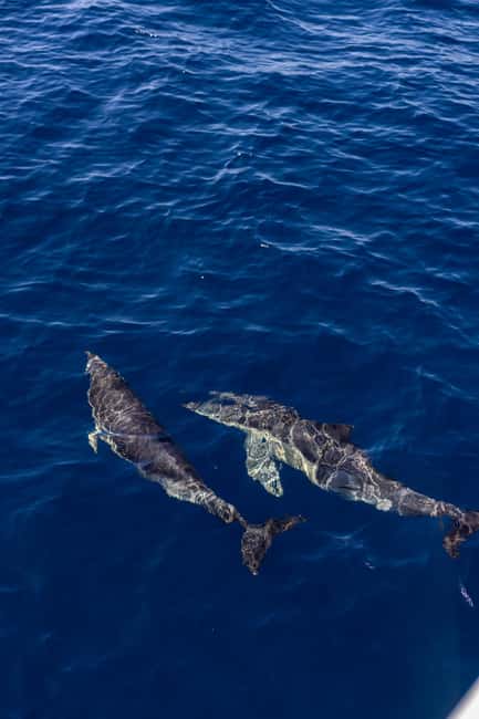 Vilamoura: Boat Tour Dolphin Quest & Marine Life Search - Practical tips for a better outing