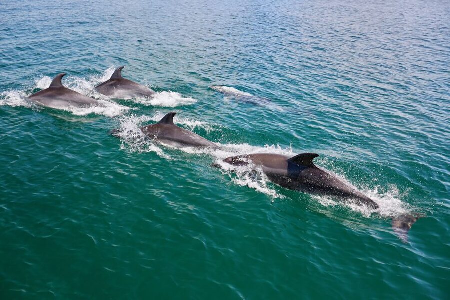 Vilamoura: Boat Tour Dolphin Quest & Marine Life Search - A catamaran built for looking around