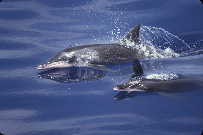 ViP Full Day Swimming With Dolphin Sea Trip With Lunch - Hurghada - What the dolphin encounter is really like