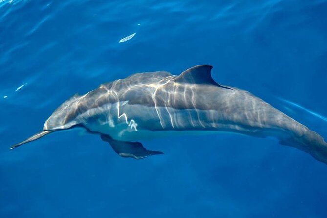 ViP Full Day Swimming With Dolphin Sea Trip With Lunch - Hurghada - The real cost at $15.30 per person
