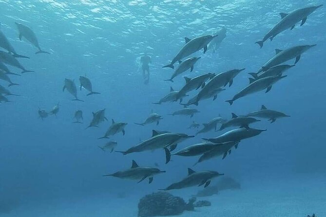 ViP Full Day Swimming With Dolphin Sea Trip With Lunch - Hurghada - Who will get the most from this trip