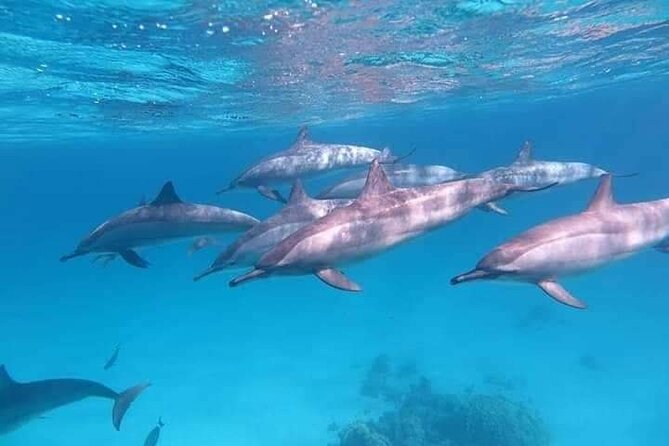 ViP Full Day Swimming With Dolphin Sea Trip With Lunch - Hurghada - Booking details and cancellation flexibility