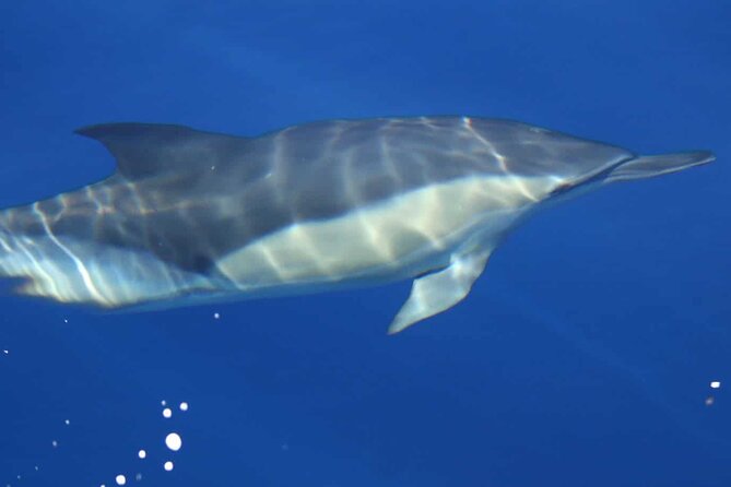 ViP Full Day Swimming With Dolphin Sea Trip With Lunch - Hurghada - Snorkeling over coral reefs and colorful fish