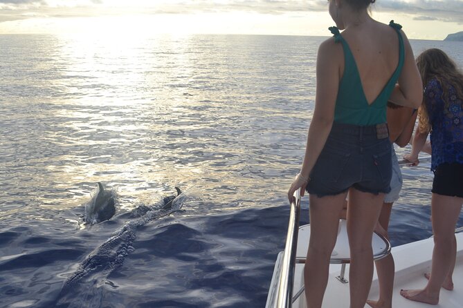 VipDolphins Luxury Whale Watching - The catamaran makes the difference