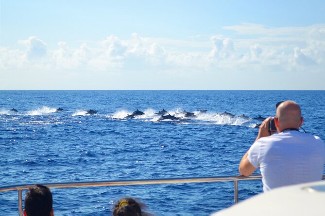 VipDolphins Luxury Whale Watching - How the three hours usually feel