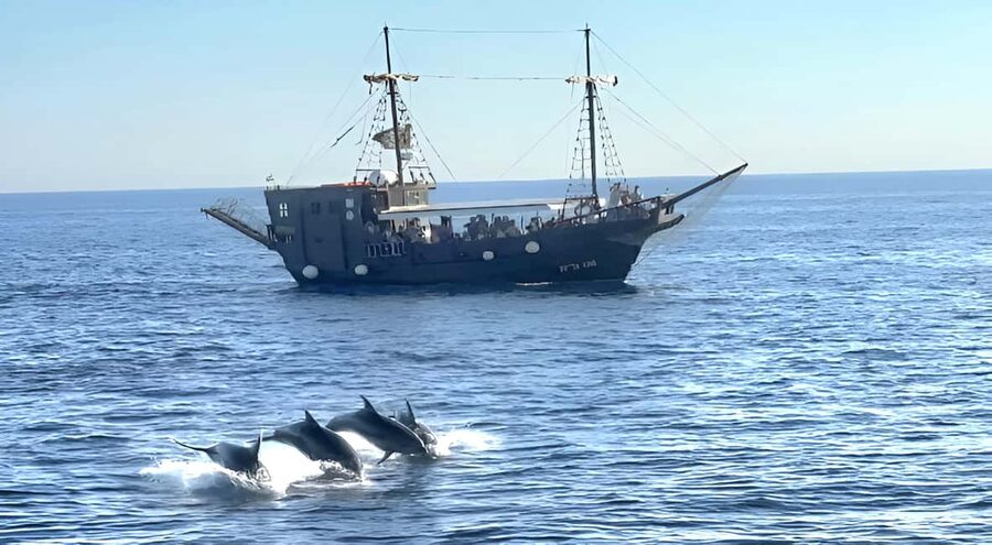 Vrsar: Dolphin Watching Boat Ride - What makes the dolphin search worthwhile
