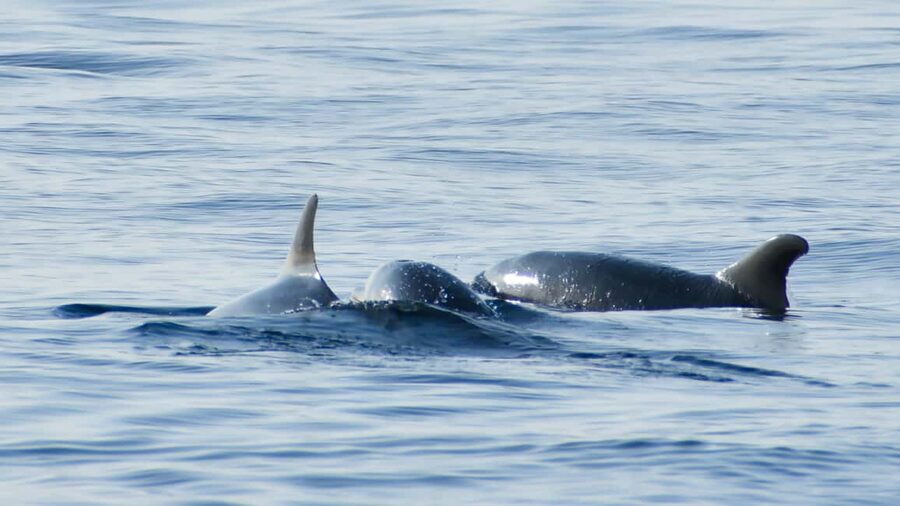 Vrsar: Dolphin Watching Boat Ride - Drinks, wine, and the overall mood
