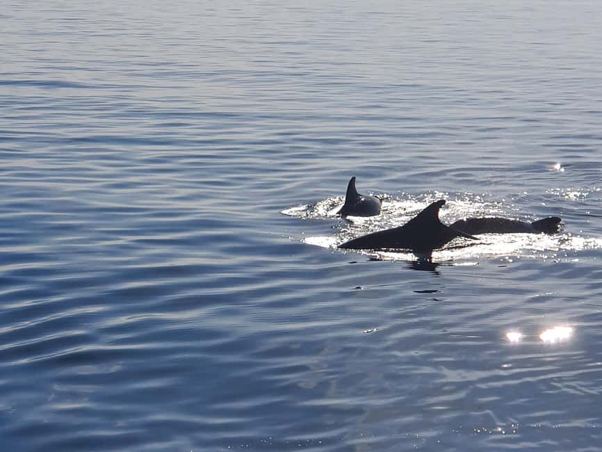 Vrsar: Dolphin Watching Boat Ride - Is $29 a fair price?