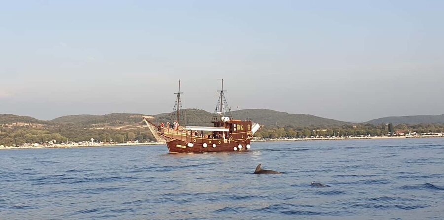Vrsar: Dolphin Watching Boat Ride - Practical tips before you go