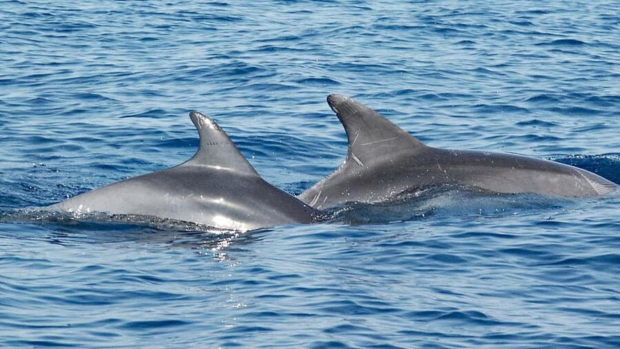 Vrsar: Dolphin Watching Boat Ride - How the two-hour cruise unfolds