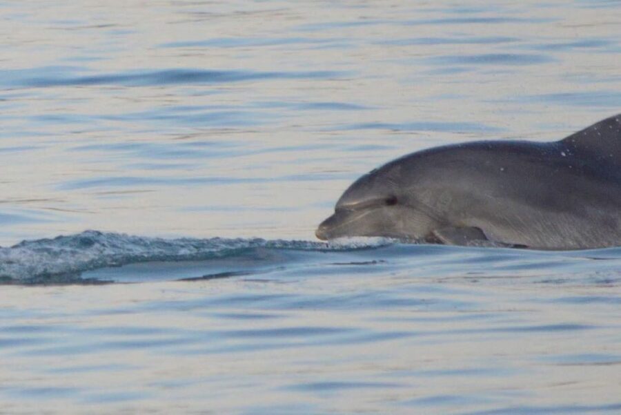 Vrsar: Dolphin Watching Boat Tour including Drinks - Leaving Vrsar harbor on the Mikela