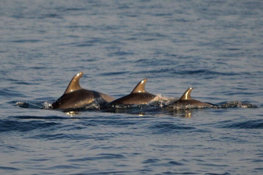 Vrsar: Dolphin Watching Boat Tour including Drinks - What the Adriatic scenery adds