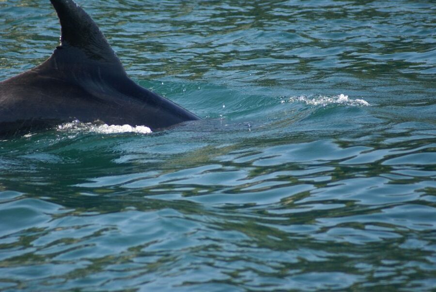 Vrsar: Dolphin Watching Boat Tour including Drinks - The swim and snorkeling stop