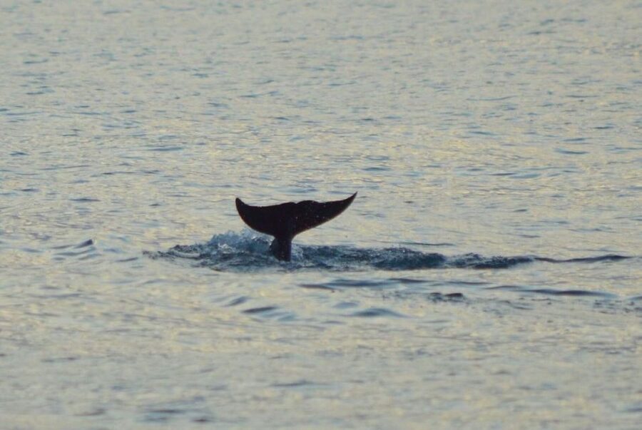 Vrsar: Dolphin Watching Boat Tour including Drinks - Drinks, food, and what is really included