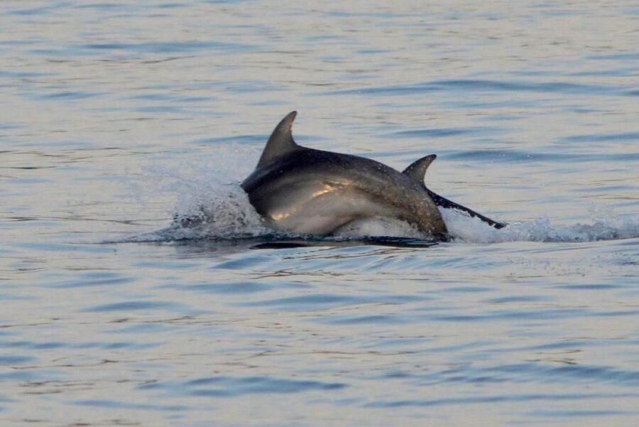 Vrsar: Dolphin Watching Boat Tour including Drinks - A look at the guiding and languages