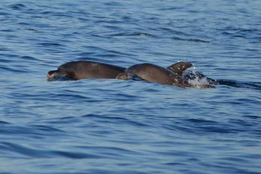 Vrsar: Dolphin Watching Boat Tour including Drinks - The small details that can shape your day
