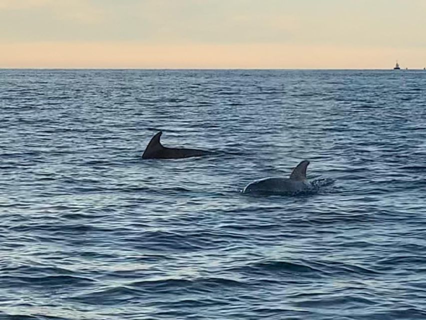 Vrsar: Dolphin-Watching Sunset Adventure with Speedboat - Who should book this Vrsar dolphin trip?