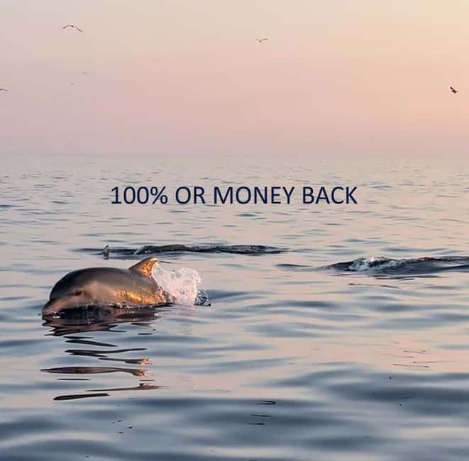 Vrsar: Dolphin-Watching Sunset Adventure with Speedboat - Guides make the difference
