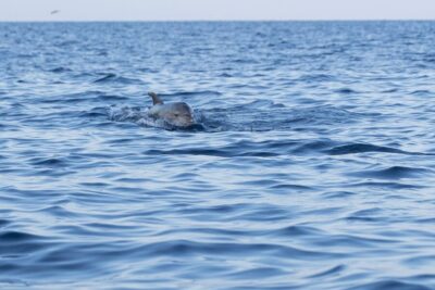 Dolphin-Watching Sunset Adventure with Speedboat