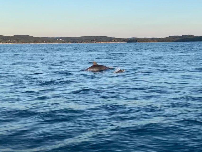 Vrsar: Dolphin-Watching Sunset Adventure with Speedboat - Sunset, speed, and the boat ride itself