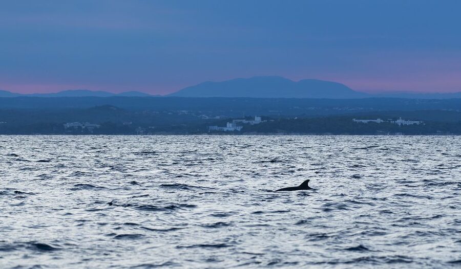 Vrsar: Dolphin-Watching Sunset Adventure with Speedboat - The animal-welfare question