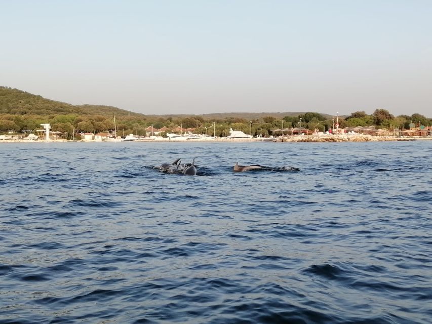 Vrsar: Dolphin-Watching Sunset Adventure with Speedboat - What the $29 price gets you