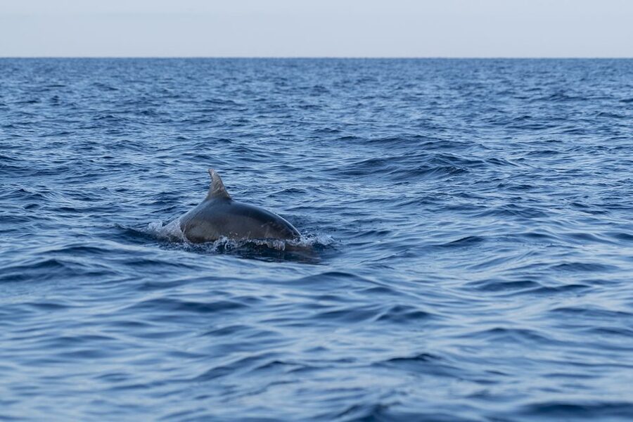Vrsar: Dolphin-Watching Sunset Adventure with Speedboat - Weather, cancellation, and timing advice