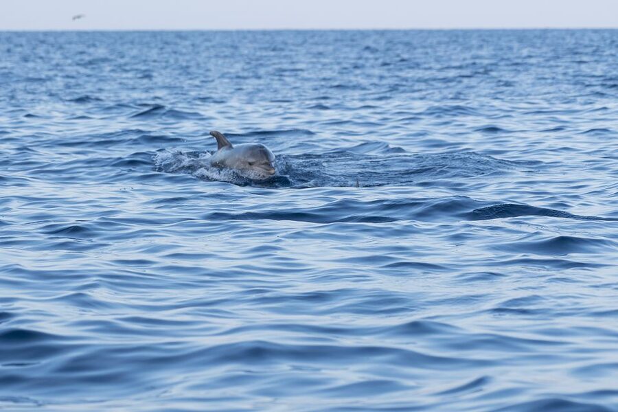 Vrsar: Dolphin-Watching Sunset Adventure with Speedboat - Searching for dolphins in the Adriatic
