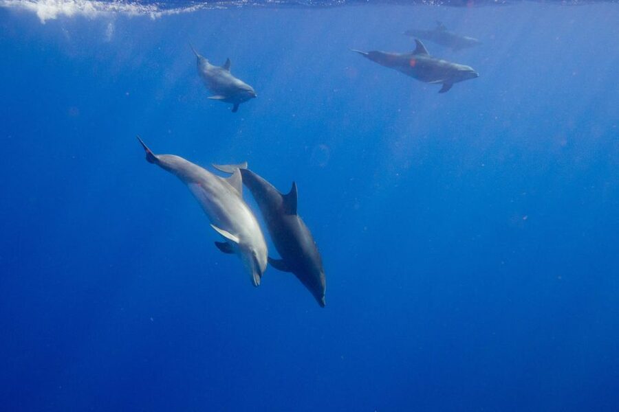 Waianae, Oahu: Swim with Dolphins (Semi-Private Boat Tour) - Practical packing advice for the boat