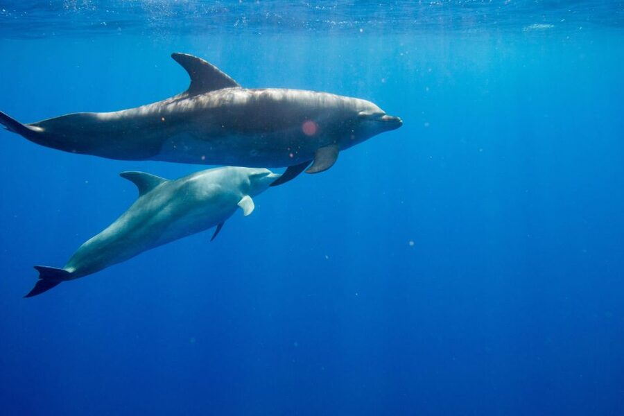 Waianae, Oahu: Swim with Dolphins (Semi-Private Boat Tour) - Why the six-person limit changes the boat ride