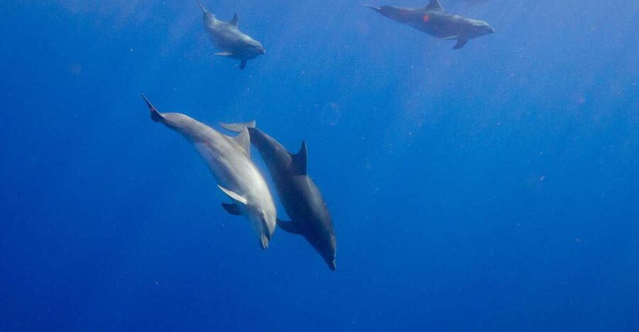 Waianae, Oahu: Swim with Dolphins (Semi-Private Boat Tour) - Looking for wild dolphins along Oahu’s west coast