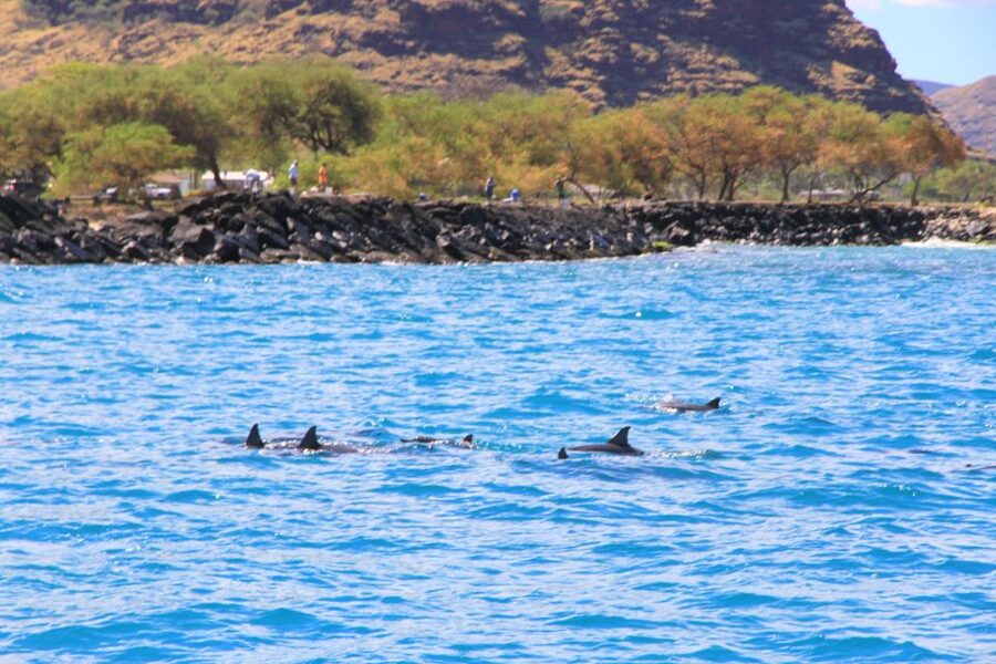 Waianae, Oahu: Swim with Dolphins (Semi-Private Boat Tour) - Who will get the most from this tour