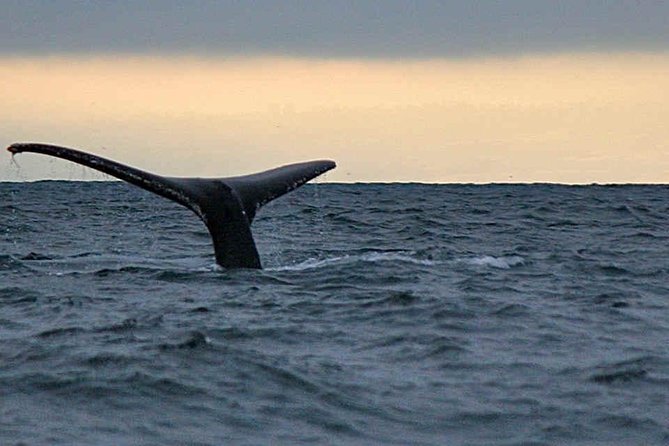 Waitukubuli Dolphin and Whale Watch in Dominica - Key points to know before you go