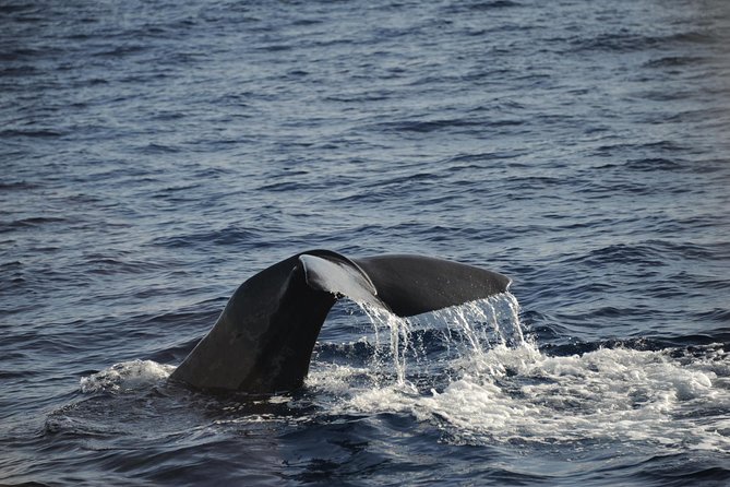 Waitukubuli Dolphin and Whale Watch in Dominica - Setting out from Roseau for the open sea