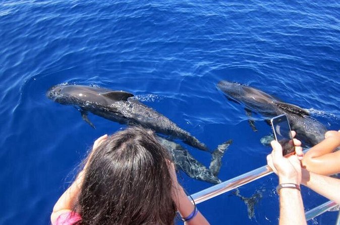 Waitukubuli Dolphin and Whale Watch in Dominica - What the hydrophone and narration add