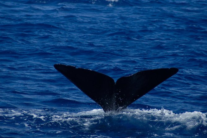 Waitukubuli Dolphin and Whale Watch in Dominica - When the animals appear, the trip changes