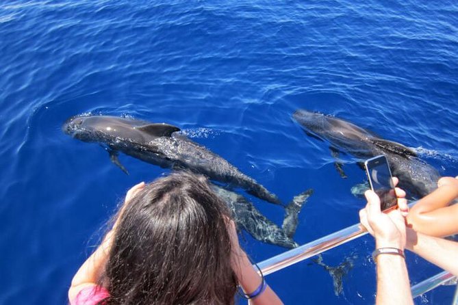 Waitukubuli Dolphin and Whale Watch in Dominica - The weather and comfort tradeoff