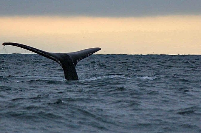 Waitukubuli Dolphin and Whale Watch in Dominica - Who will enjoy this cruise most