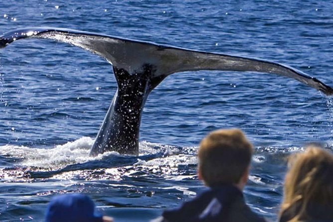 Waitukubuli Dolphin and Whale Watch in Dominica - The ride to Dominica’s whale waters