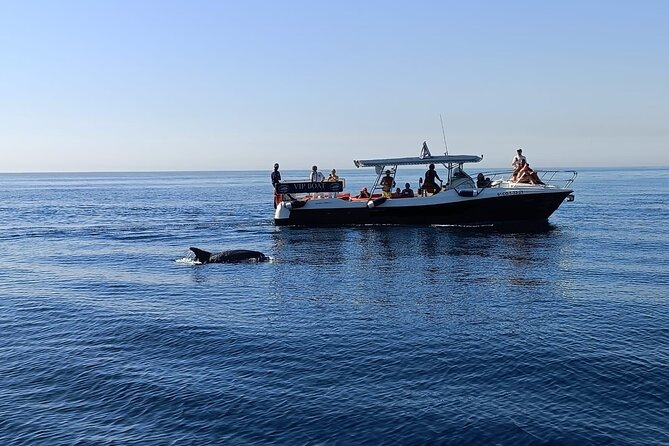 Walk and dolphin watching in Fuengirola + 1 drink - Key points at a glance