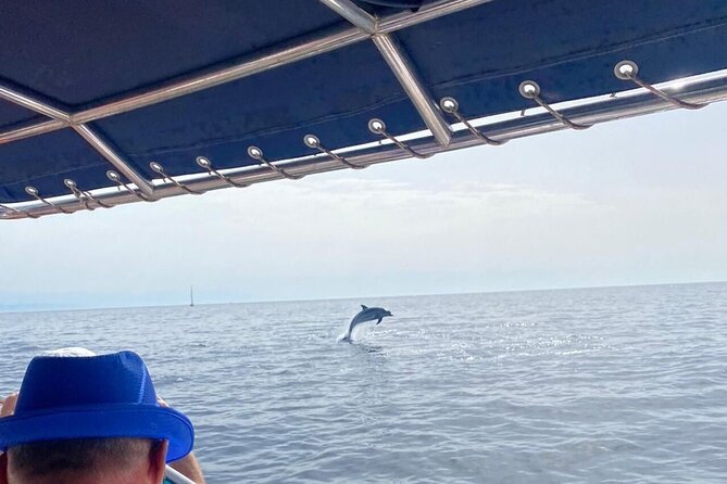 Walk and dolphin watching in Fuengirola + 1 drink - A short lesson about local cetaceans