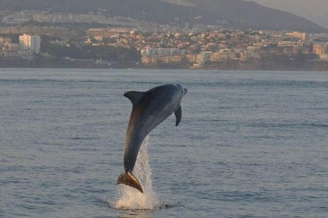 Walk and dolphin watching in Fuengirola + 1 drink - Costa del Sol views from the water