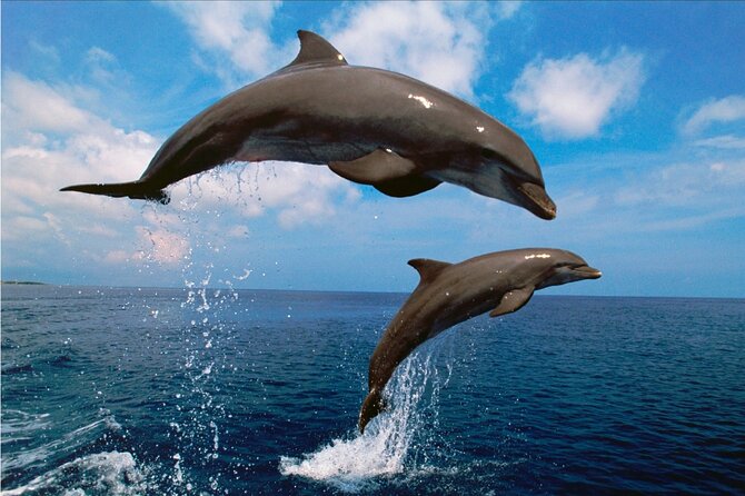 Walk and dolphin watching in Fuengirola + 1 drink - Your included drink and time on board