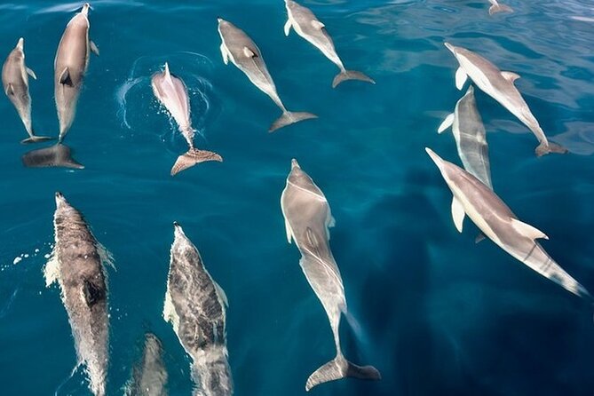 Walk and dolphin watching in Fuengirola + 1 drink - What $40.72 buys you