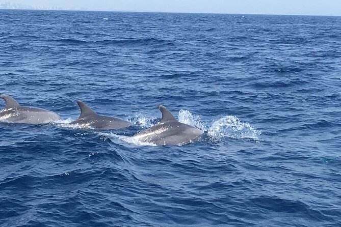 Walk and dolphin watching in Fuengirola + 1 drink - Practical planning for the day