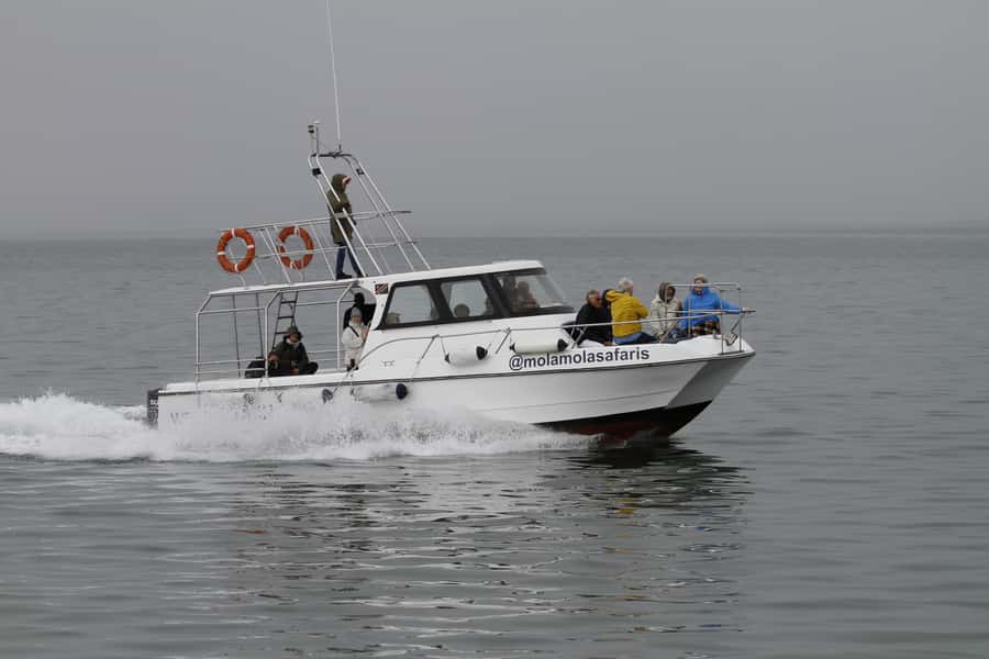 Walvis Bay: Dolphin Cruise, Pink Lakes and 4x4 Dune Drive - Wildlife on the road to Sandwich Harbour