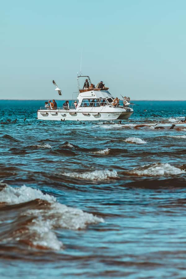 Walvis Bay: Namibian Coast Dolphin Cruise with Light Lunch - Following seals and pelicans along the Atlantic