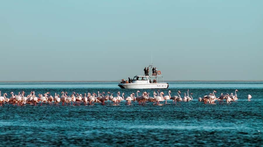 Walvis Bay: Namibian Coast Dolphin Cruise with Light Lunch - Lunch with oysters, skewers, sweets, and sparkling wine