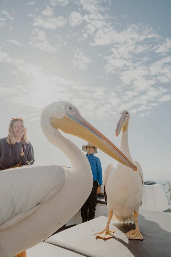 Walvis Bay: Namibian Coast Dolphin Cruise with Light Lunch - What the captain adds to the cruise
