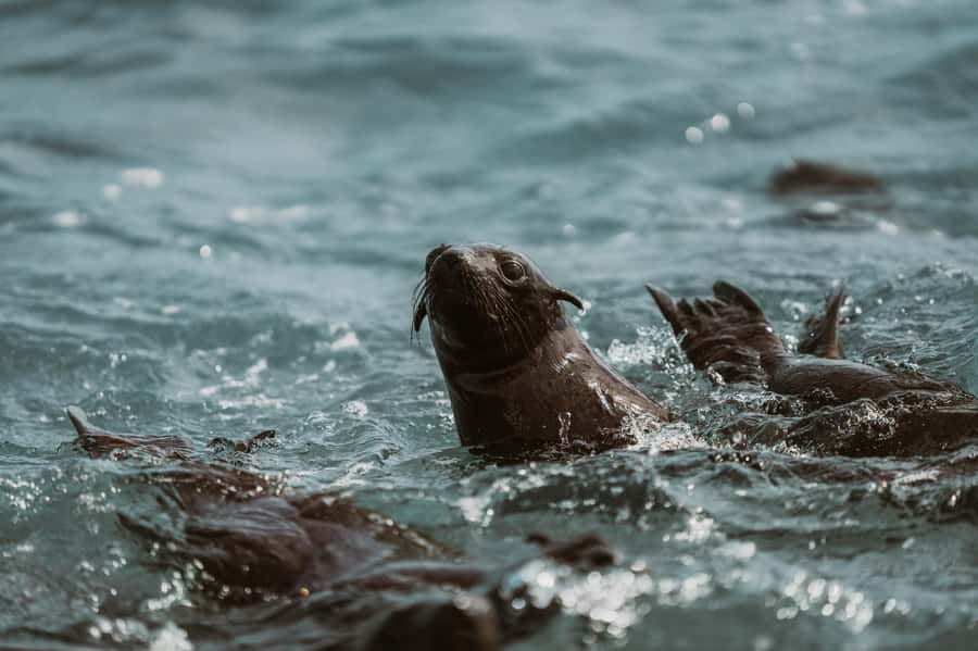 Walvis Bay: Namibian Coast Dolphin Cruise with Light Lunch - Who will get the most from this $155 experience